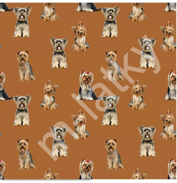 Jorkšírský teriér 15 (1)