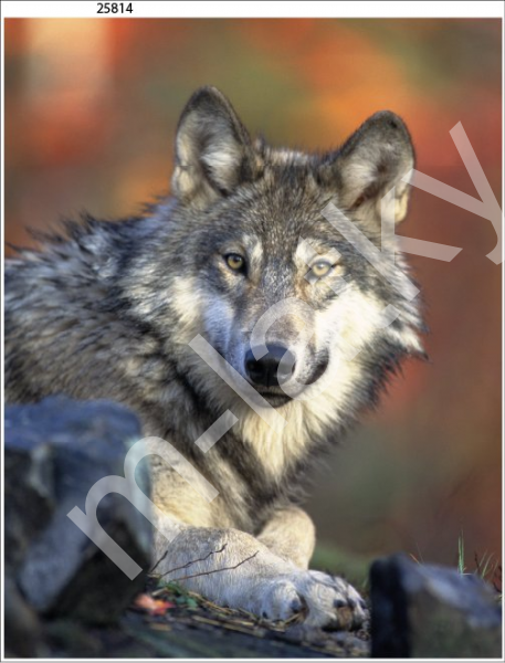 Panel  35 x 45 cm  - Včela (1)