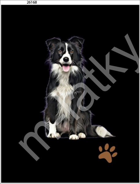 Panel  35 x 45 cm  - Border kolie (1)